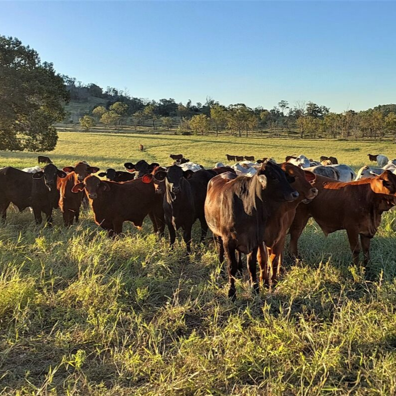 A herd of cattle grazing in a green field with trees and hills in the background on a sunny day.