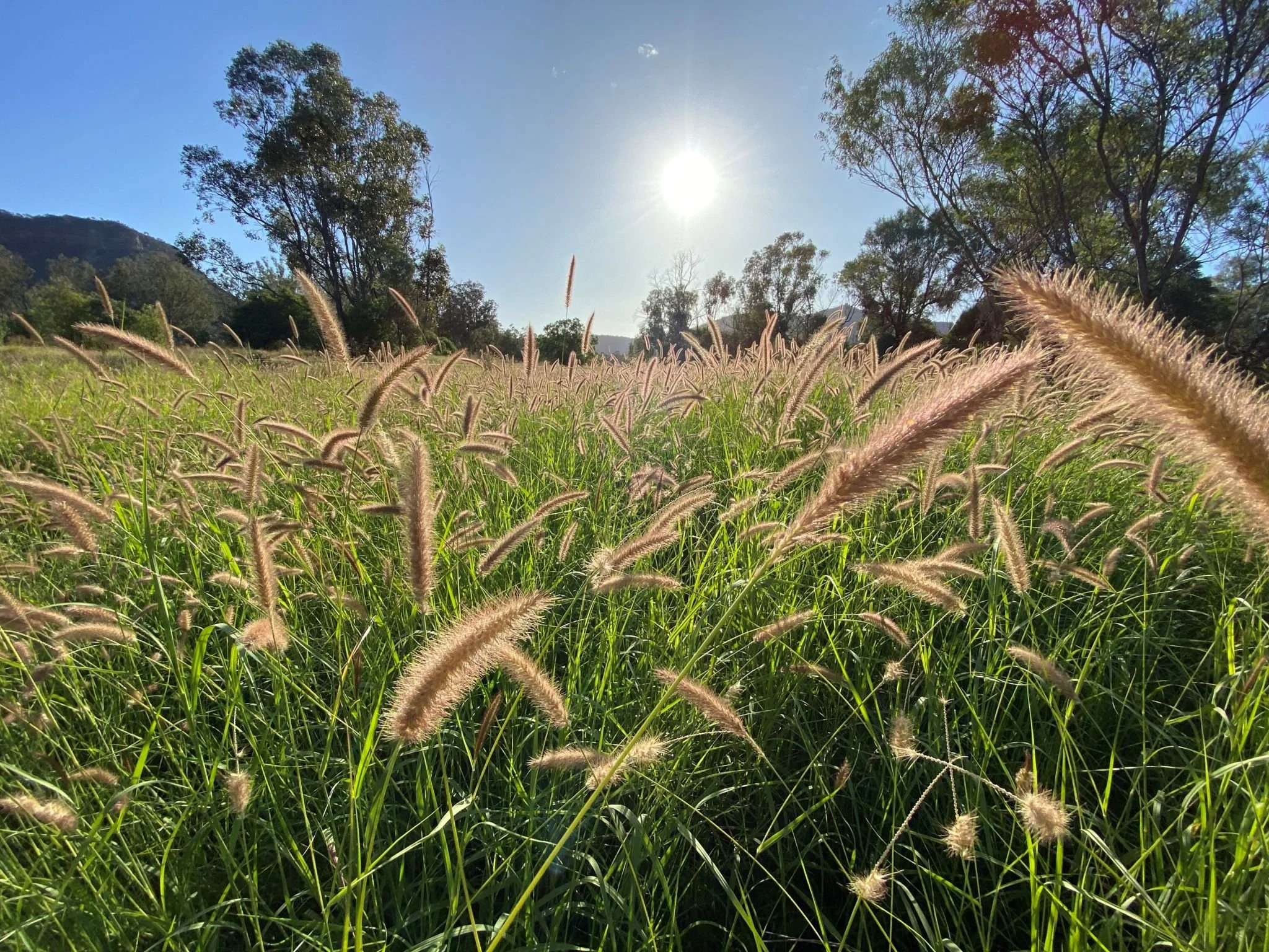 A field of tall grass with fluffy seed heads, surrounded by trees and a mountain in the background under a bright sun in a clear blue sky.
