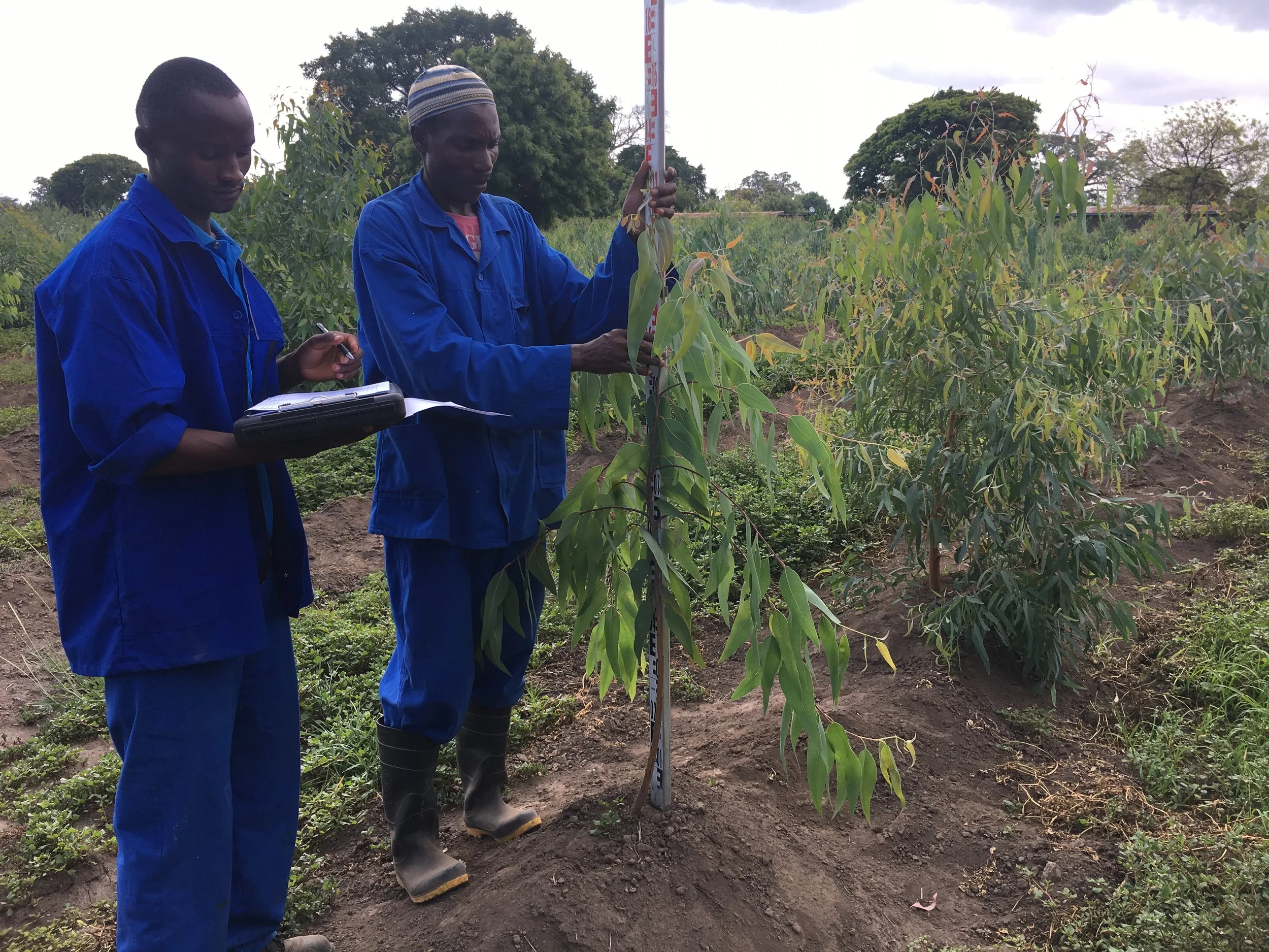 Two men measuring and monitoring growth of saplings