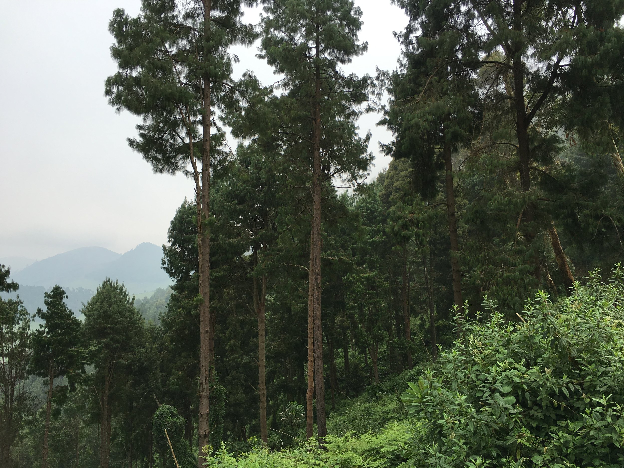 Commercial forestry plantation in Rwanda