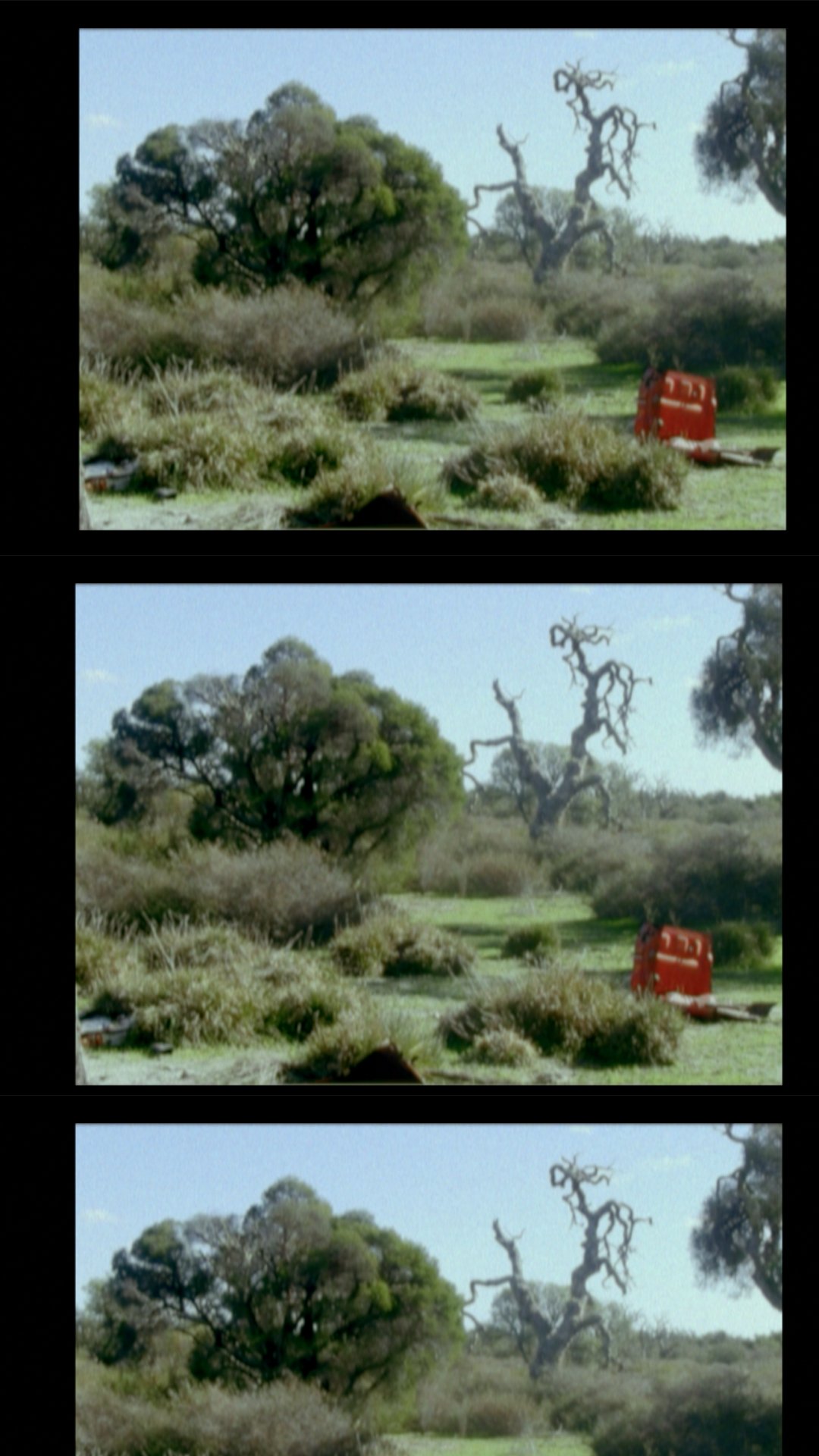 Multiple trees in a grassy field with a bright blue sky; one tree appears healthy and leafy, while two others are bare and twisted; reddish-orange object on the ground near shrubs.