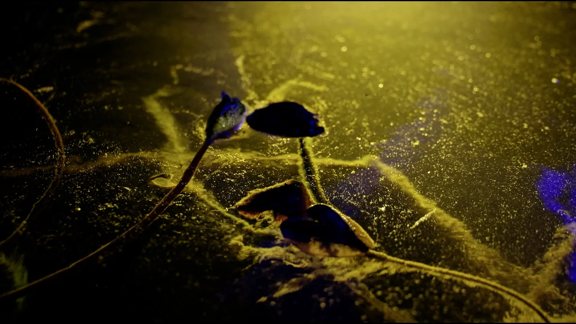 Close-up of dried leaves and small flower buds on a wet surface illuminated by golden-yellow light at night.