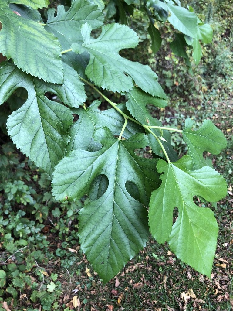 59D25943-FFDF-4FBD-AD4B-CE21559FC3AC_1_105_c.jpeg