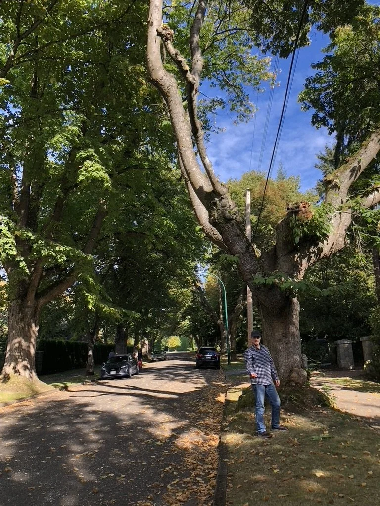 Chestnut Trees — Bramblewood Tree Nursery