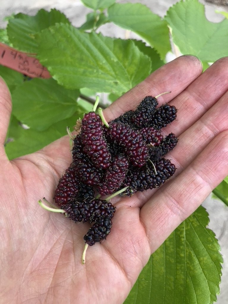 Fruit Trees