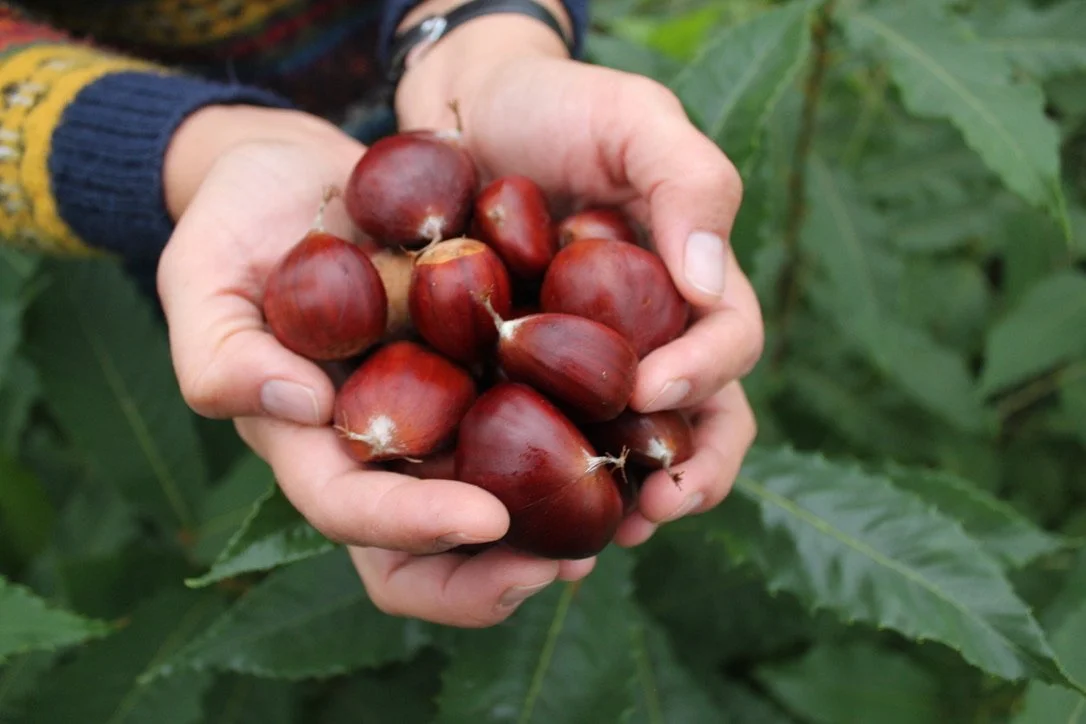 Chestnut Trees