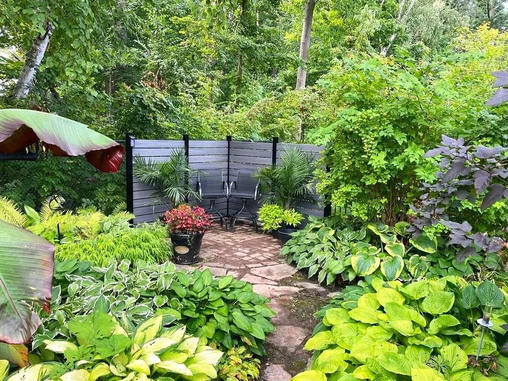 Small backyard garden patio with a black privacy fence, filled with green plants, including hostas, ferns, and small palms, with brick pavers and outdoor chairs.