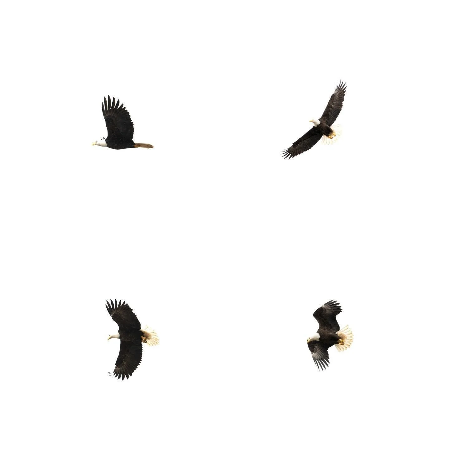 Photographic collection of bald eagles, Alaska 2024.

#baldeagle #eagle #eagles #nature #wildlife #wildlifephotography #natureisbeautiful #alaska #alaskaphotography #alaskaadventure #alaskajuneau #juneaualaska #photo #moment #art #bbcearth #eyesshotm