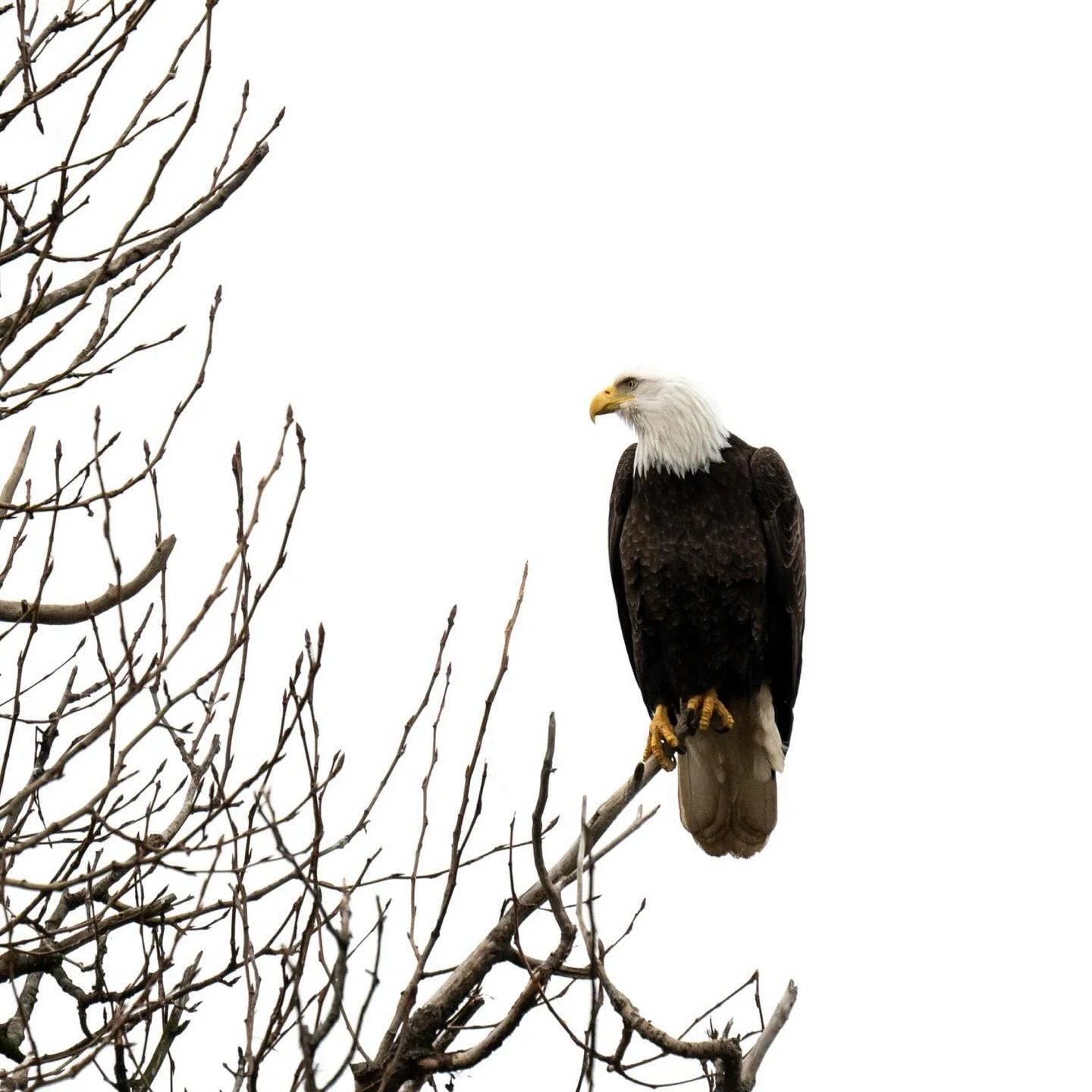 Bald eagle, Alaska 2024.

#baldeagle #eagle #eaglepose #eaglephotography #photography #naturephotography #alaska #juneaualaska #juneau #outdoors #yourshotphotographer #yourshootphotography #naygeoyourshot #natgeotravel #sonya7iii #150-500mm