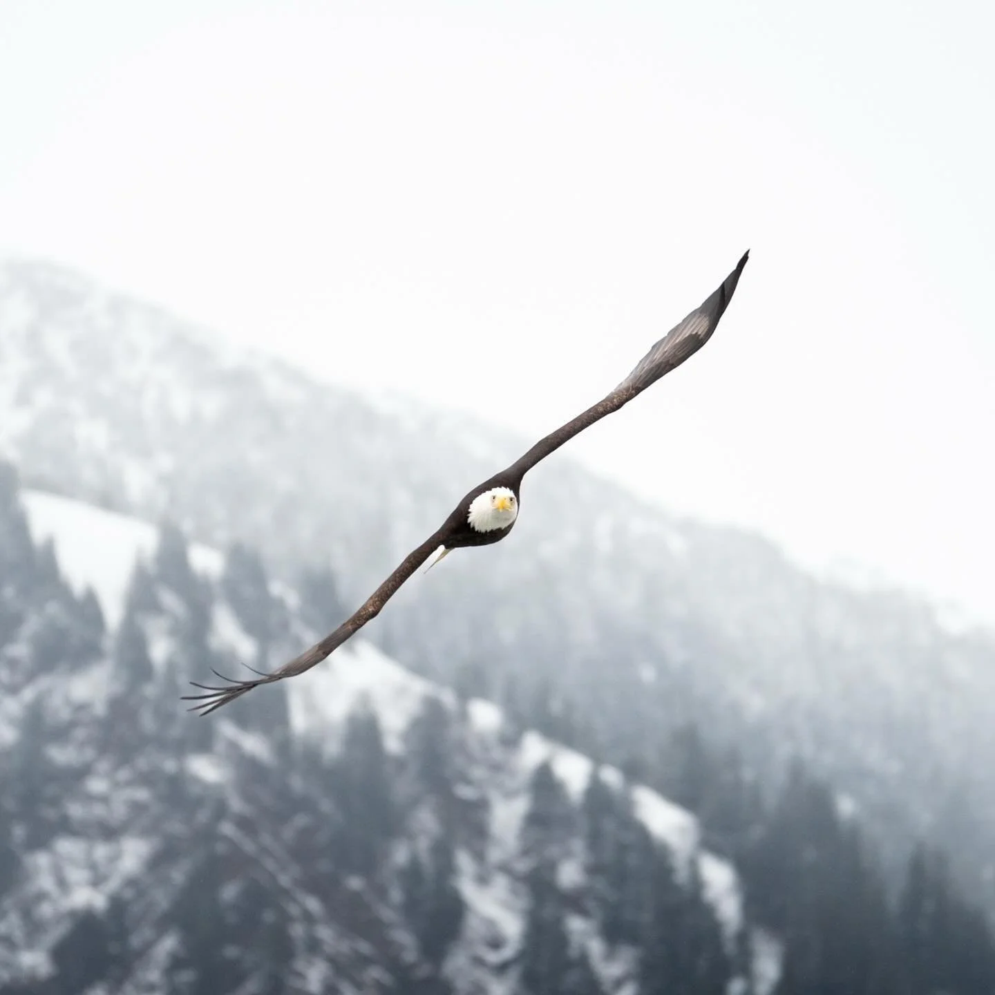 Bald eagle looking straight at the camera, Alaska 2024.

#baldeagle #baldeagles #eagle #alaska #alaskalife #alaskaphotography #alaskanaturephotos #wildlife #juneaualaska #150-500mm #sonya7iii #photography #wildlifephotography #creature #joserovaloh