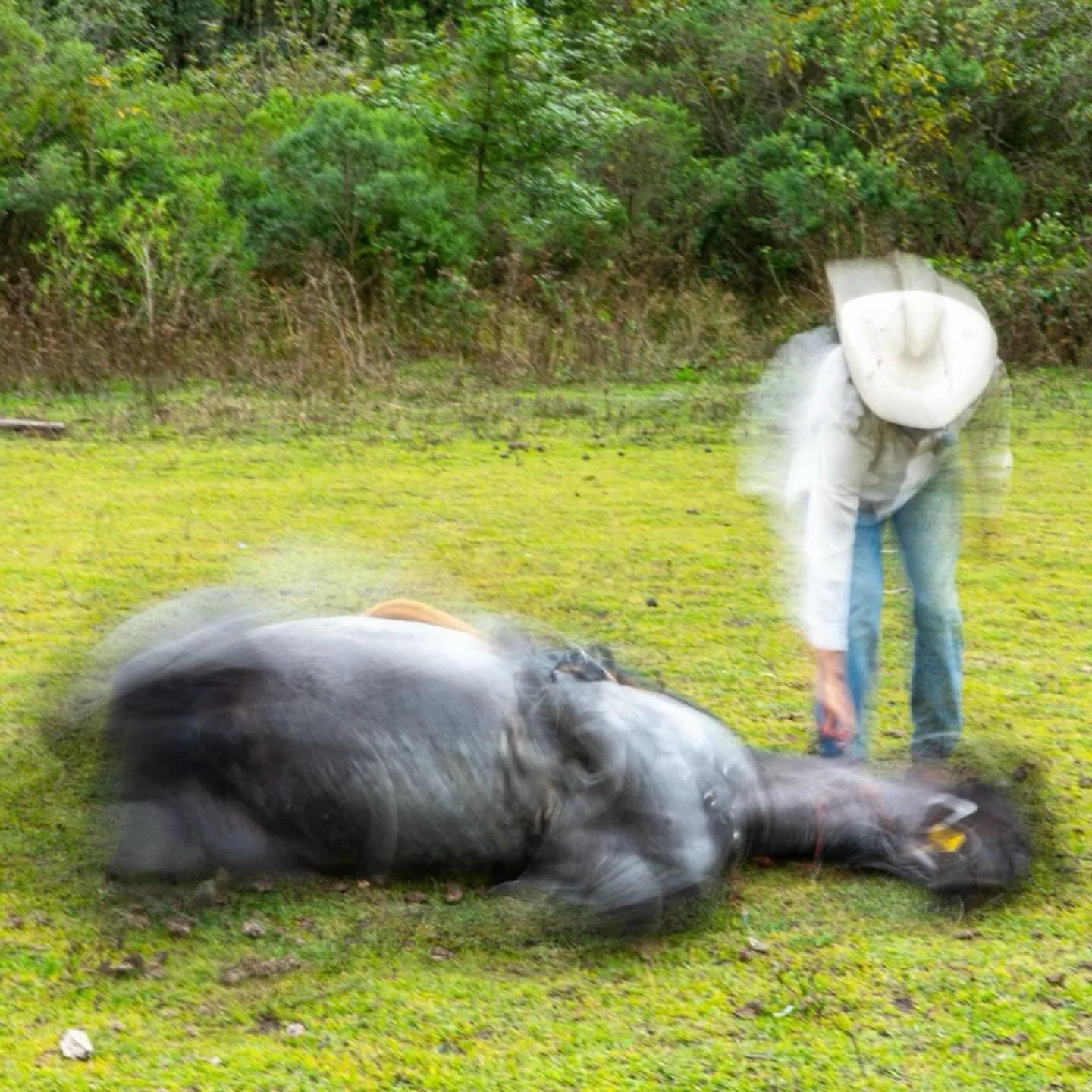 Shiva y su jinete Edgar del R&iacute;o, Rancho el Reencuentro 2025.

Siempre es un gozo disfrutar del Rancho el Reencuentro y fotografiarlo.
Gracias:
@ranchoelreencuentro__ @edgarguruji @enriquedelriow @shankaraa.lucido @moralesfl_ivan @li__y0rk 

#r