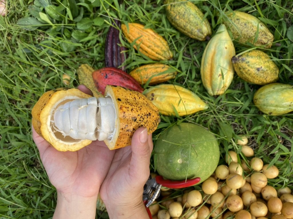 Hands holding an open cacao pod revealing white cocoa beans inside, surrounded by whole cacao pods and other tropical fruits on grass.