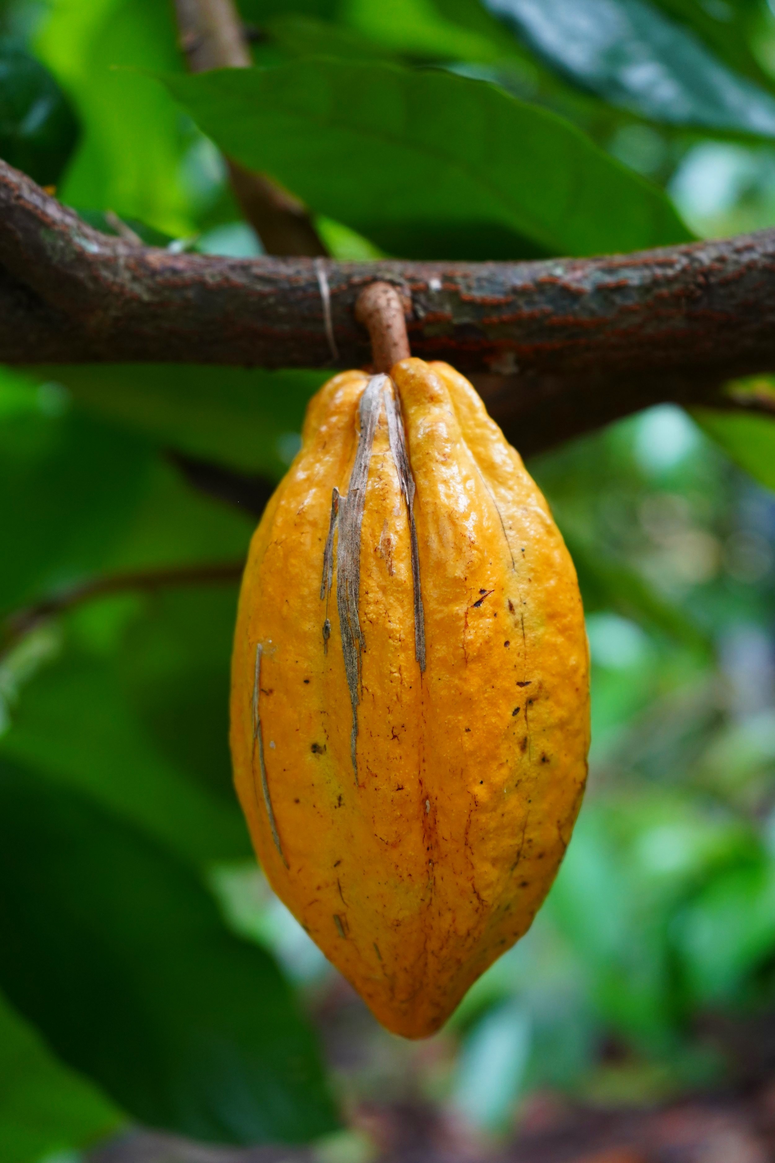 Ripe cacao pod hanging on a tree