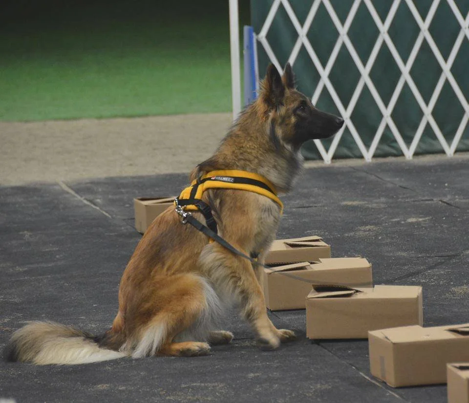 Belgian Tervuren alerting on odor