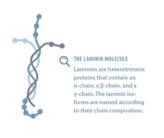 LAMININ