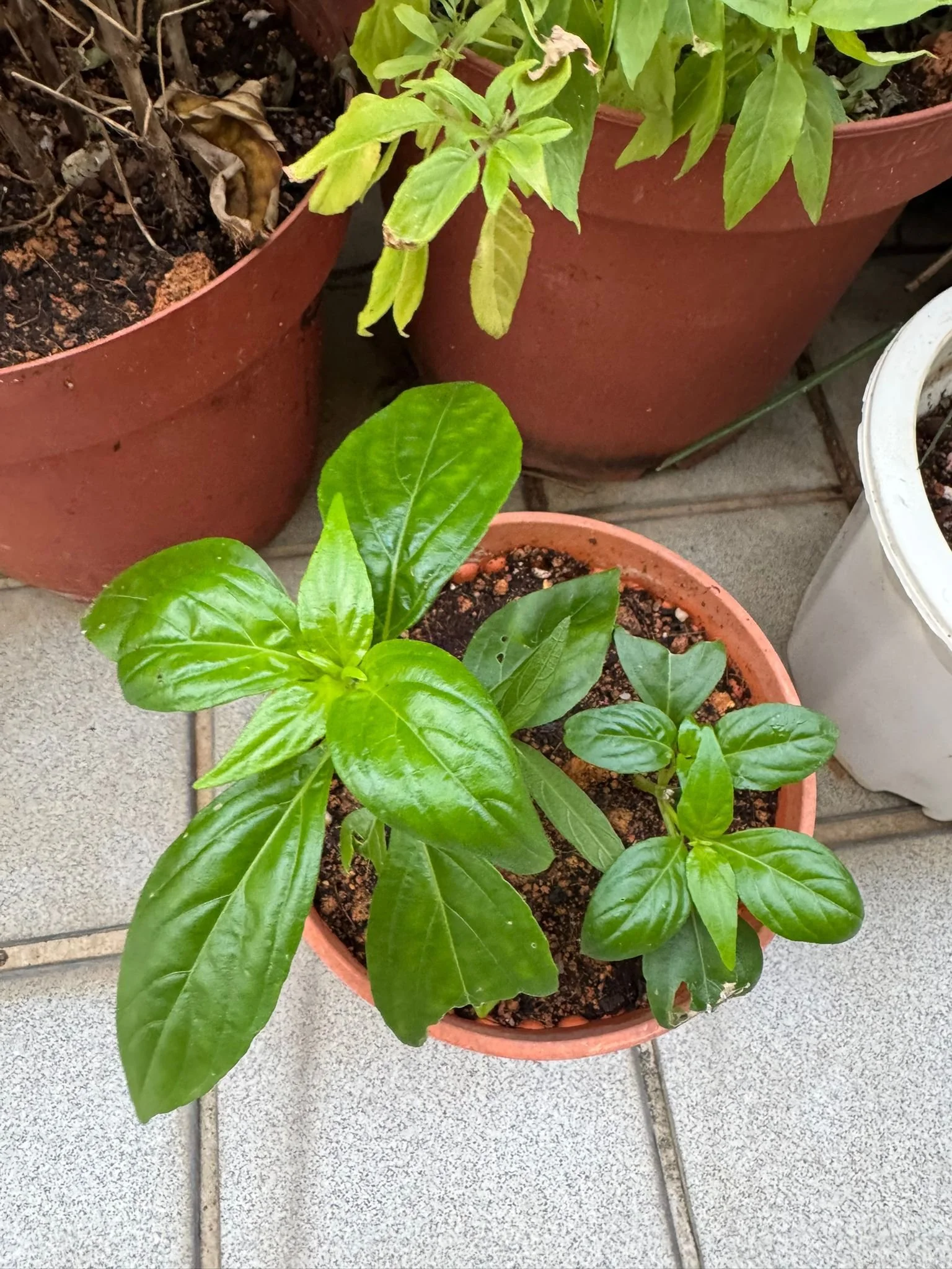 Andrographis: The “King of Bitters” in Traditional Healing