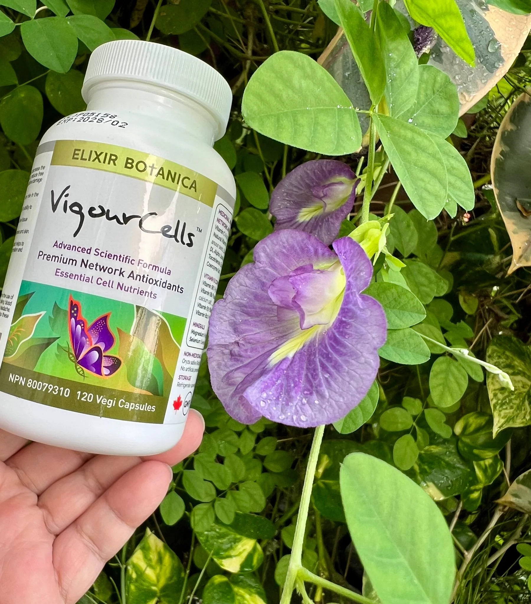 The Veins of Life - Part 3. Why the Smallest Blood Vessels May Determine How Well We Age