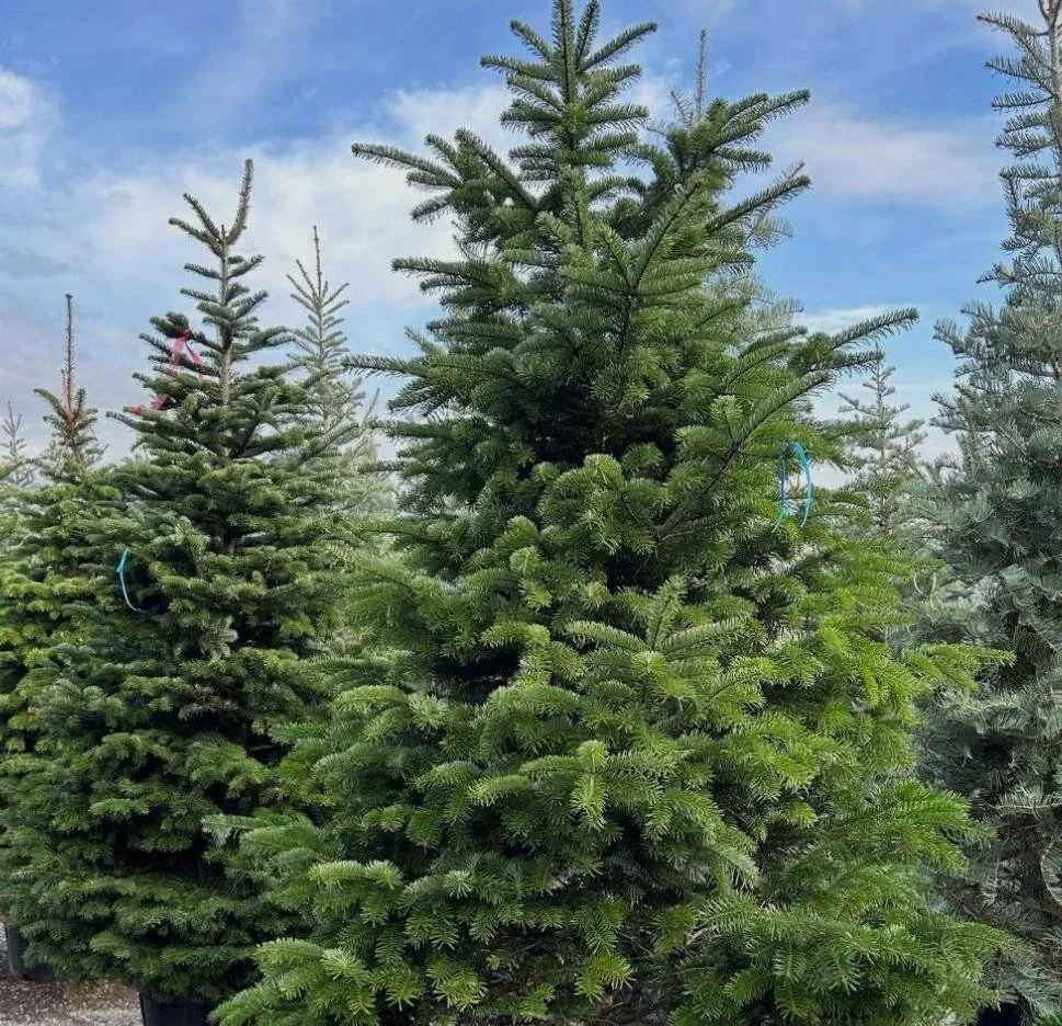 What is Pine Bark?