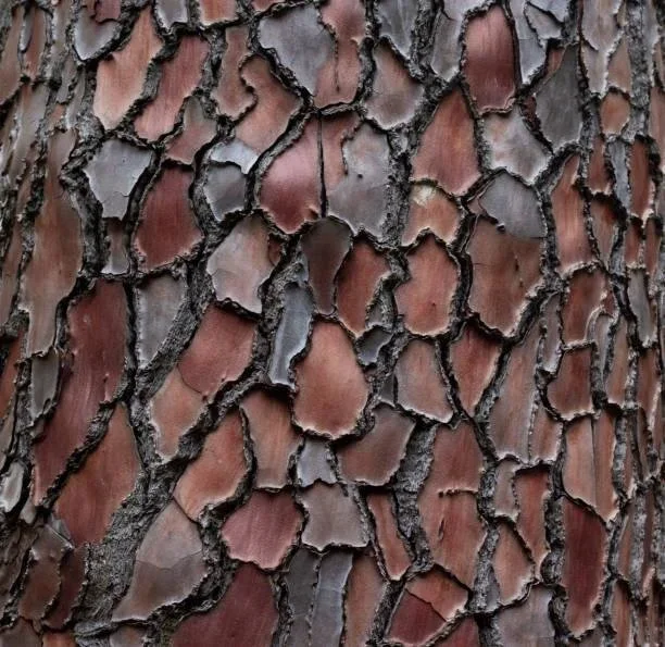 Benefits of Pine Bark