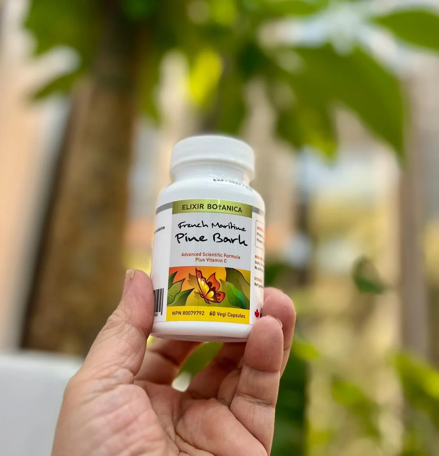 Why French Maritime Pine Bark Extract?