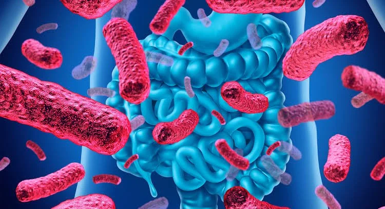 The Importance of Probiotics for Gut and Immune Health