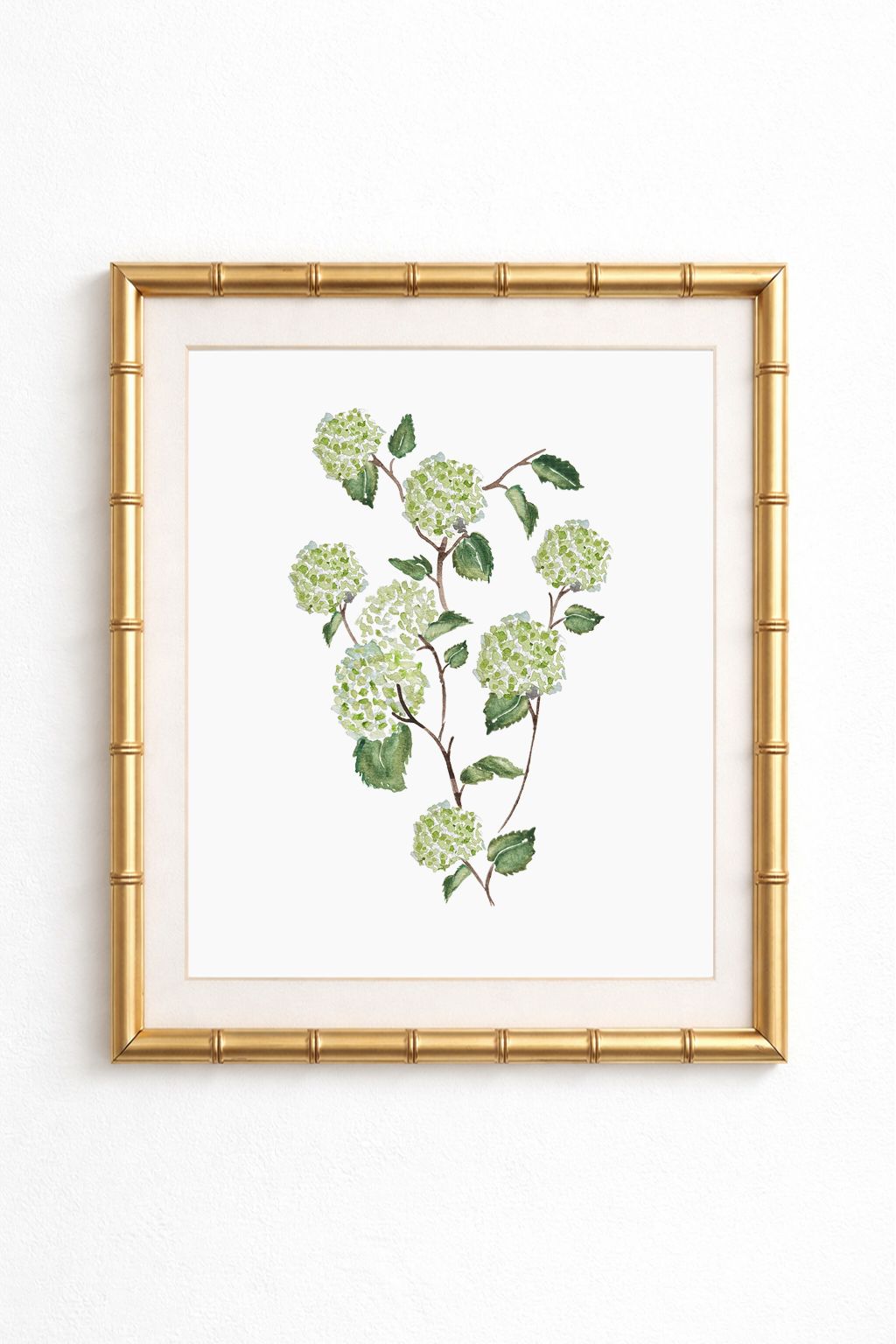 Green Hydrangeas