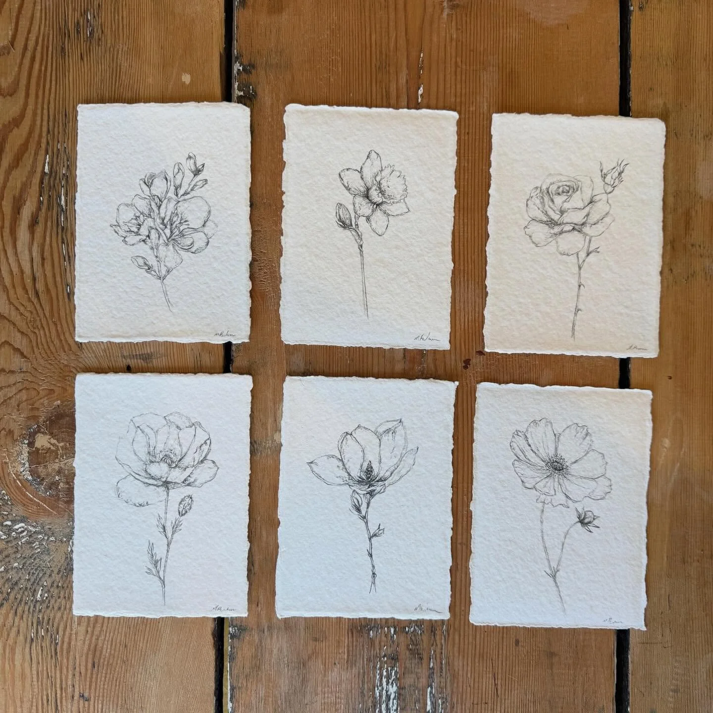 Just finished the sweetest commission for a fellow flower lover, lovingly drawn on beautiful handmade paper. 🫶🏼

#artistfloral #graphite #slowmaking #artstudio #creativeflow