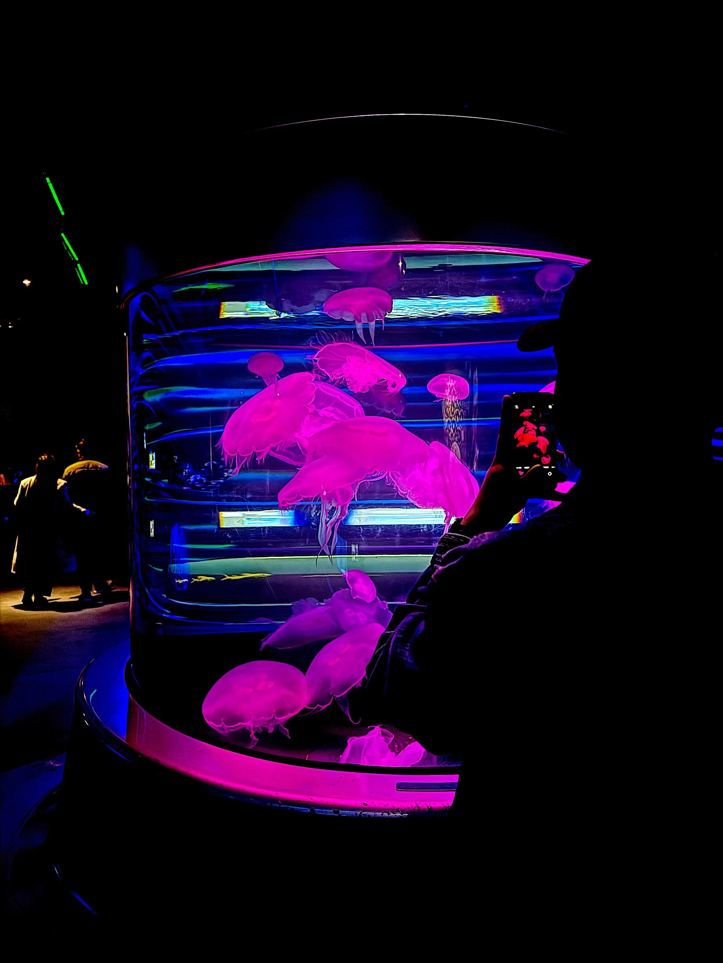 jellyfish.jpg
