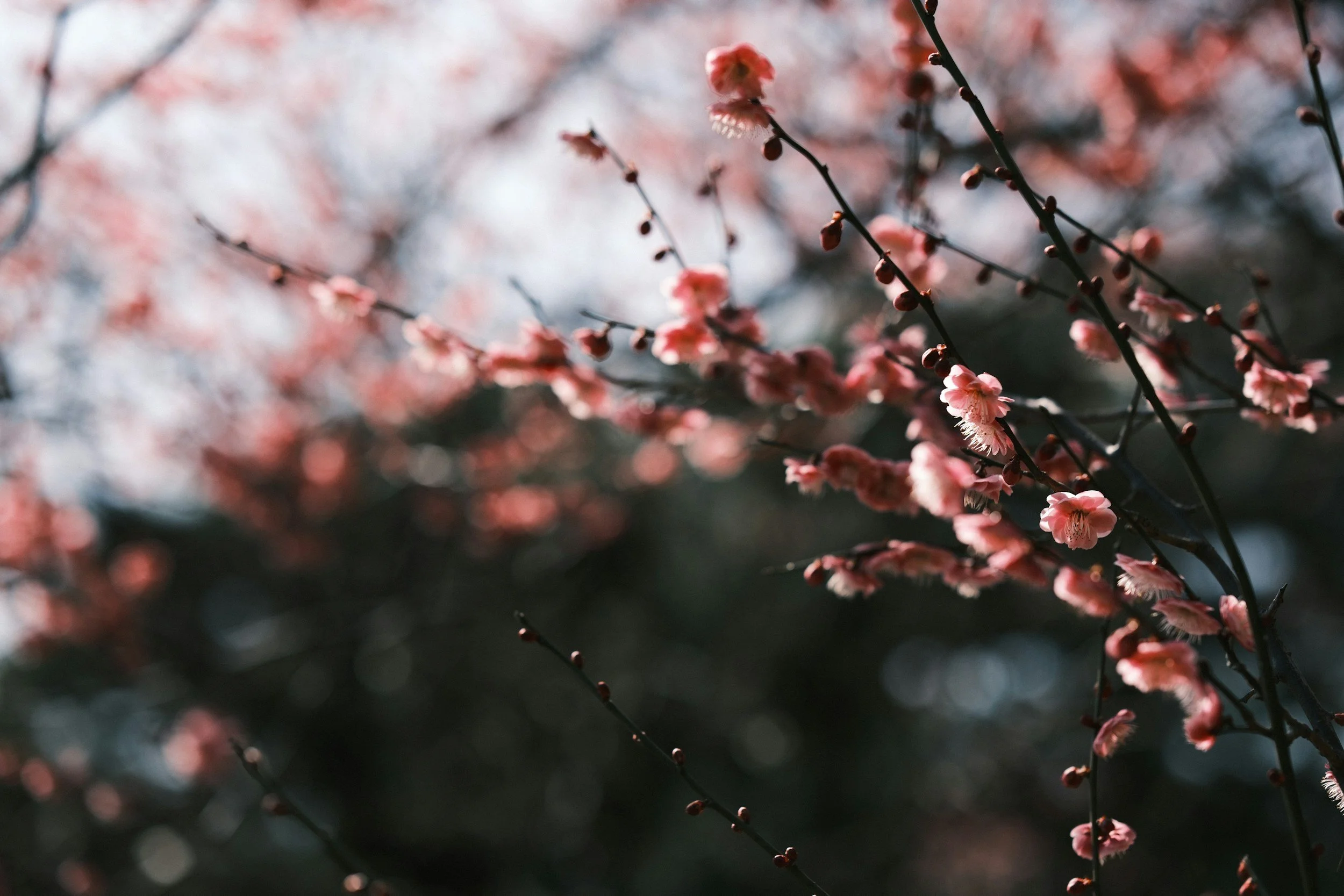 Imbolc • The Spark of Life