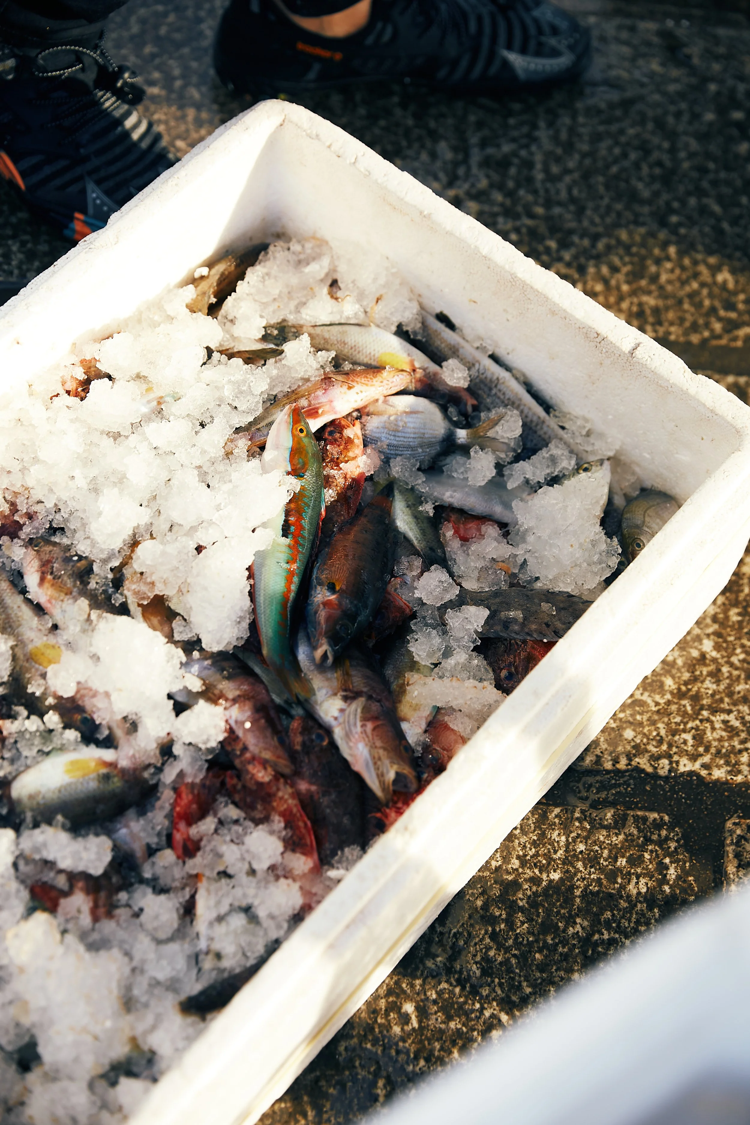 A white foam box filled with ice and a variety of freshly caught fish, some with vibrant colors, resting on a rough, dark surface.