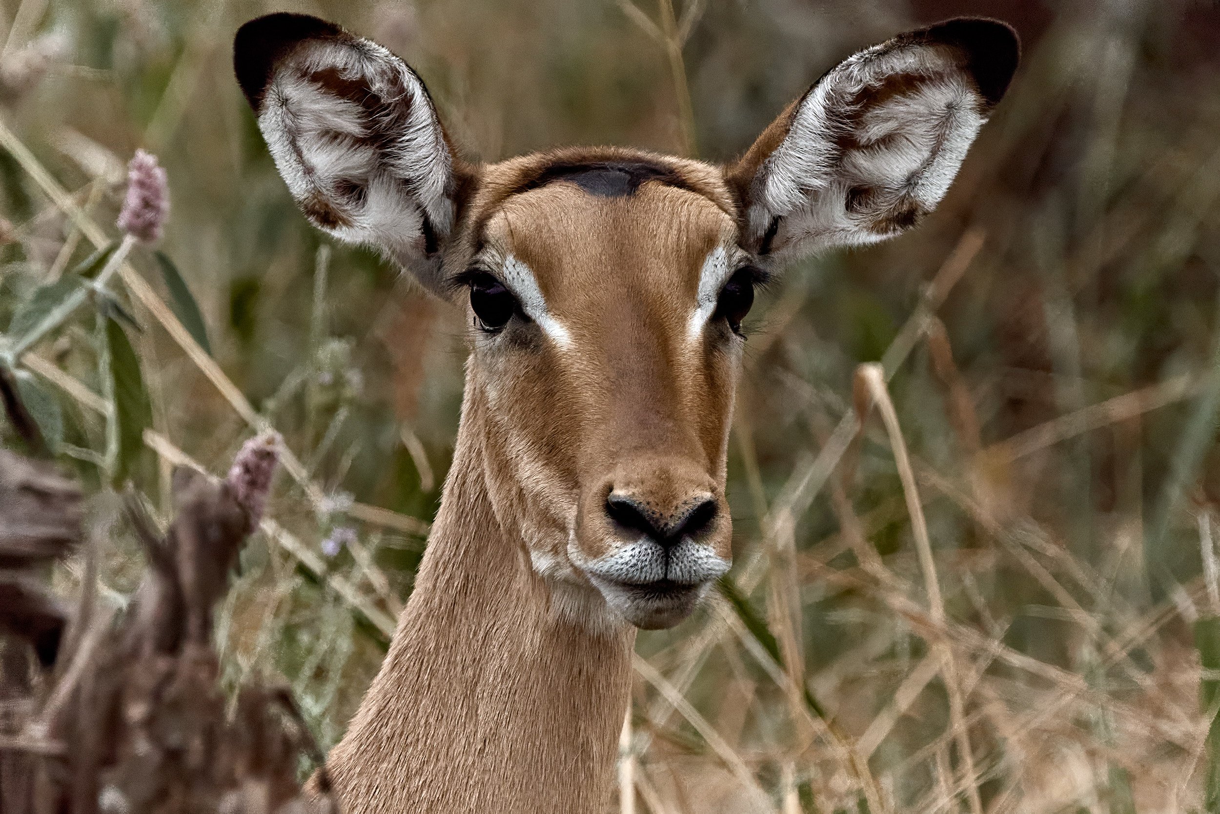 Canon_100-500 24.jpg