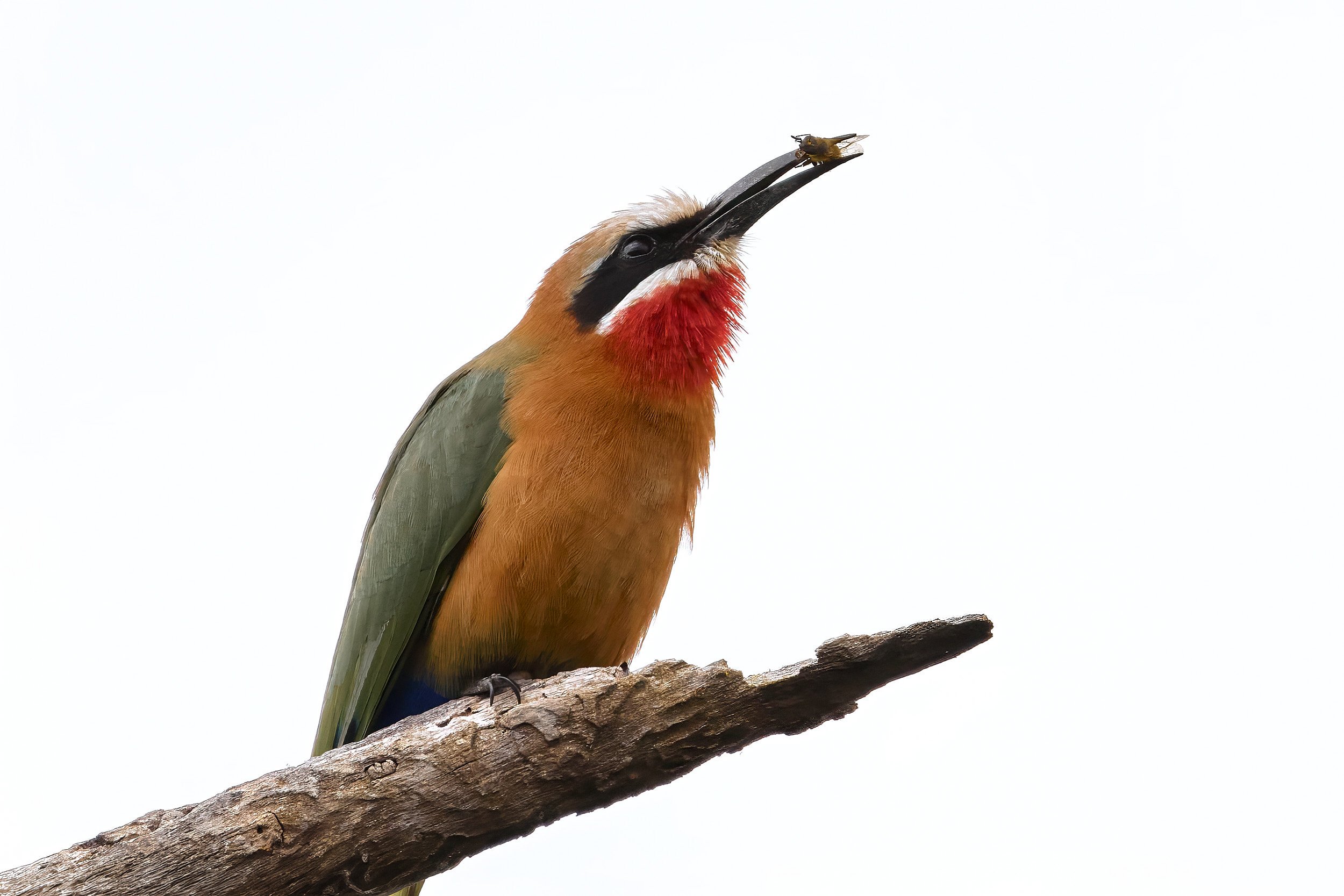 Canon_100-500 25.jpg