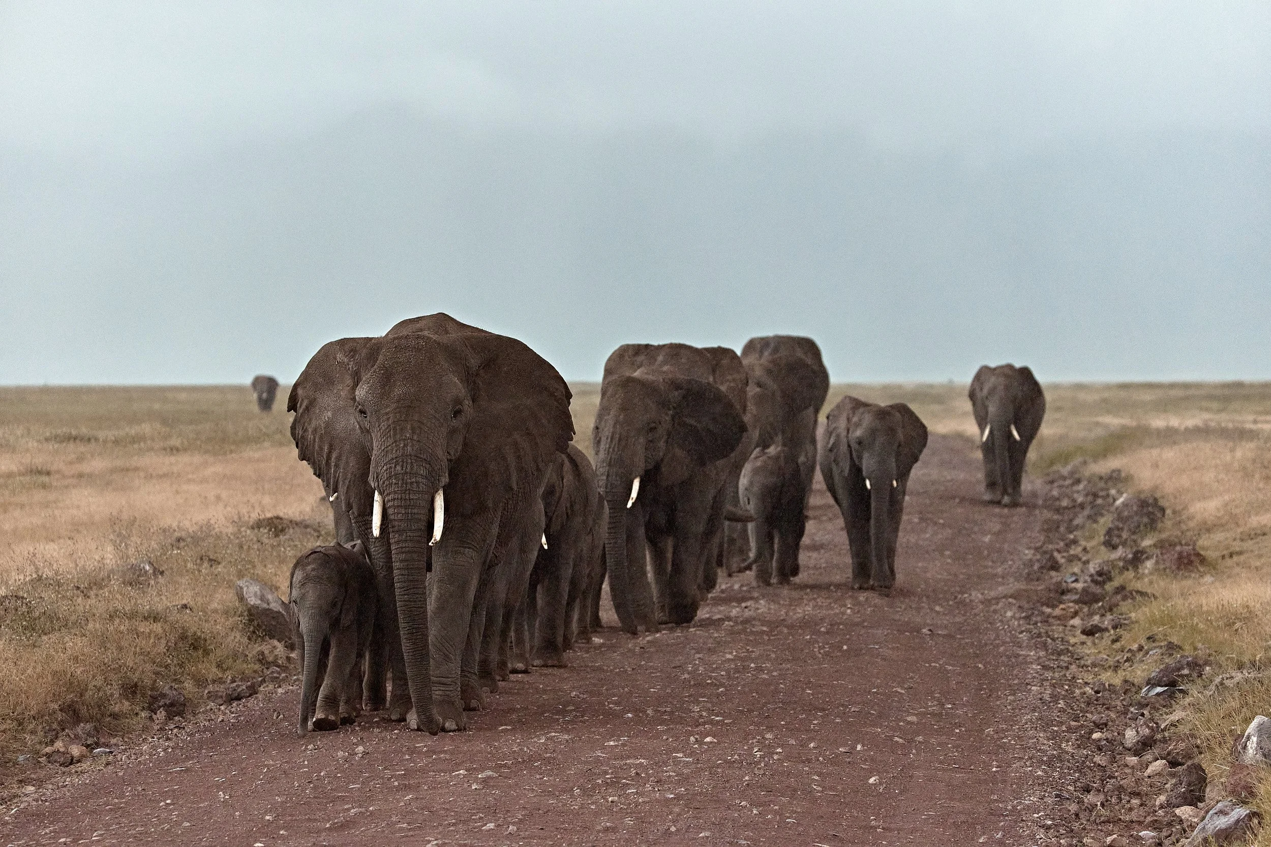 Canon_100-500 2.jpg