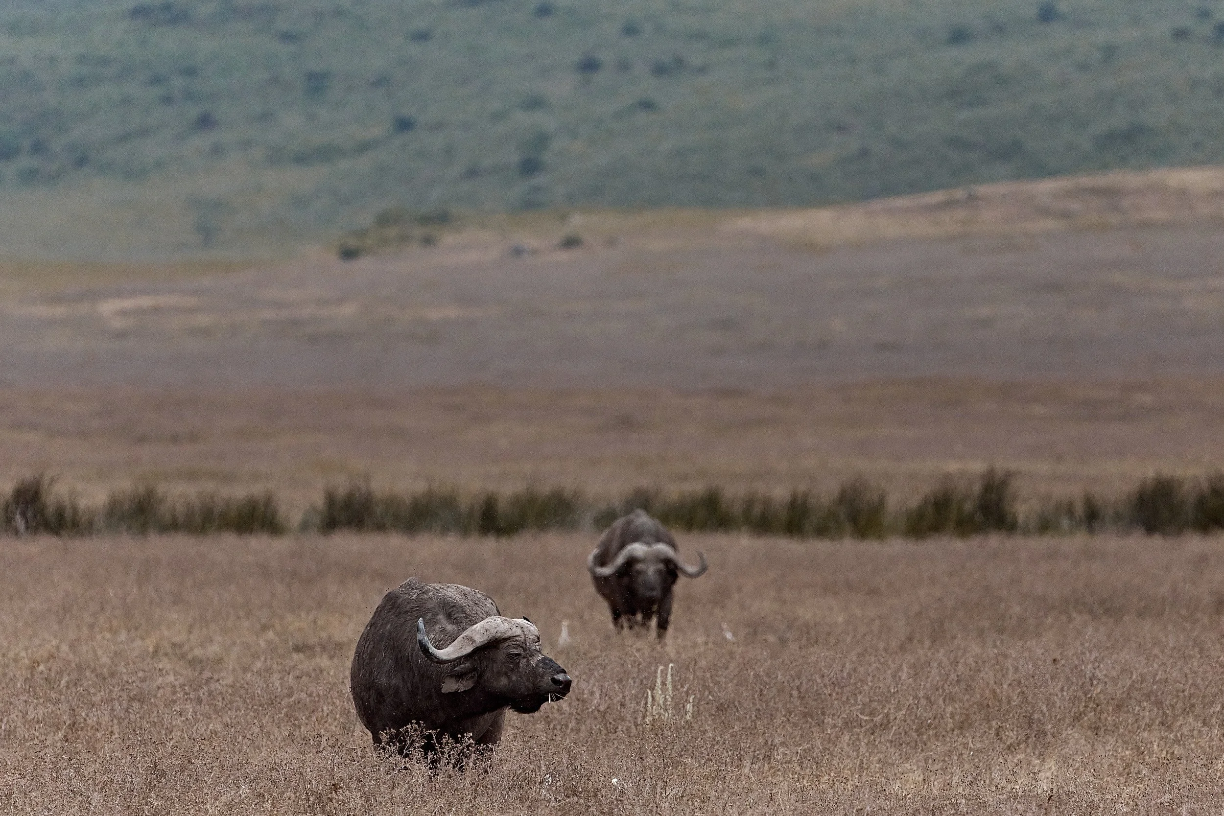 Canon_100-500 22.jpg