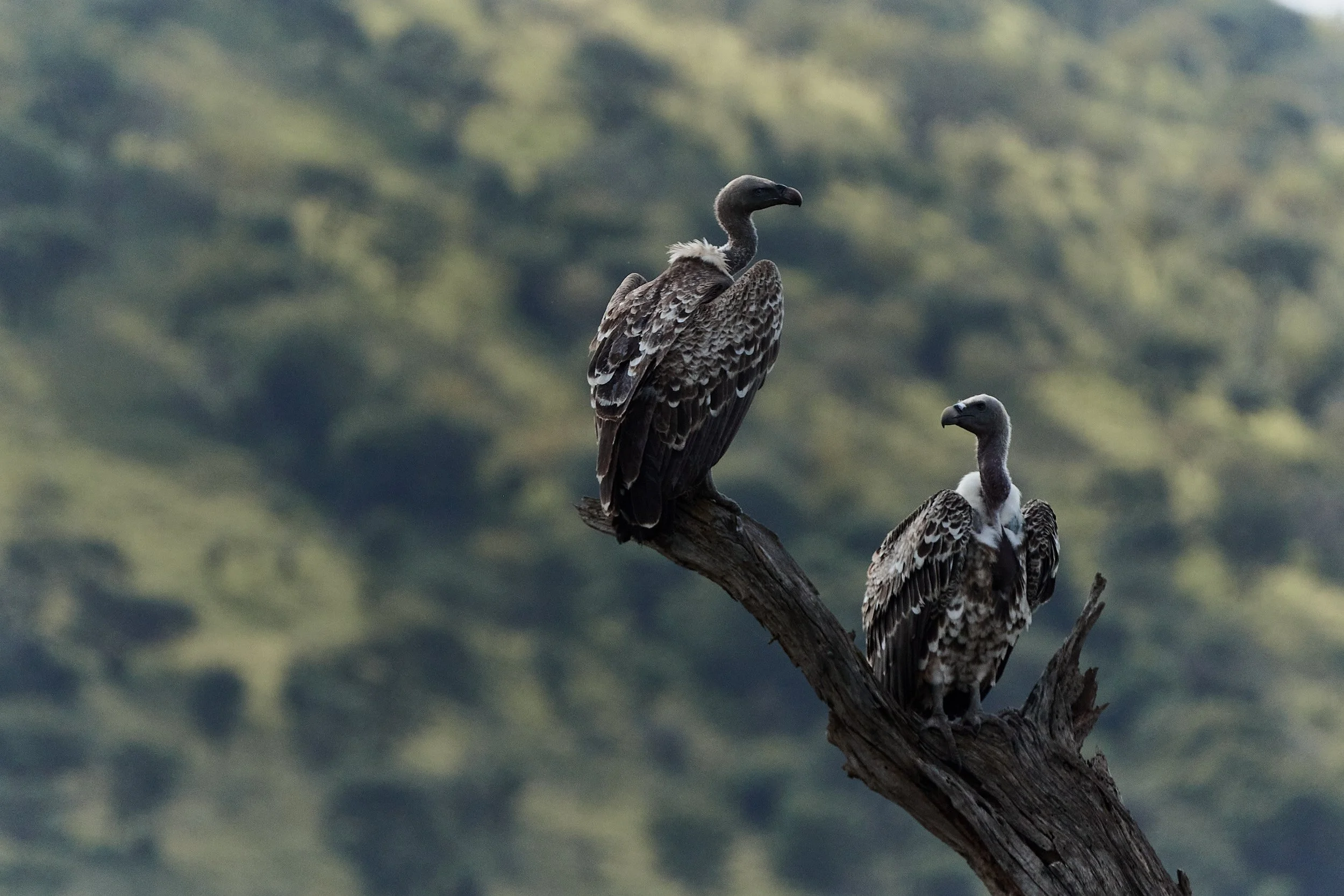 Canon_100-500 16.jpg
