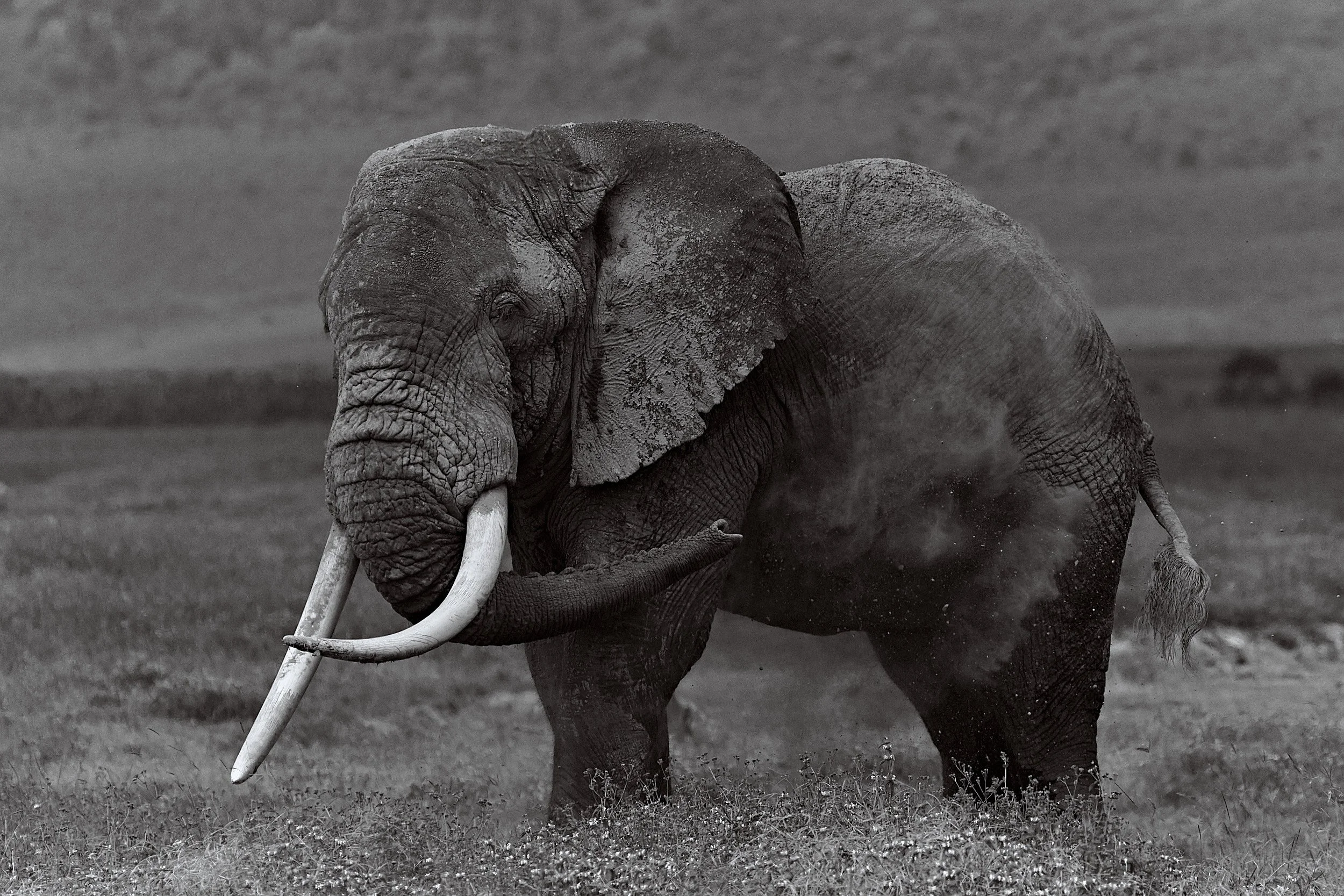 Canon_100-500 23.jpg