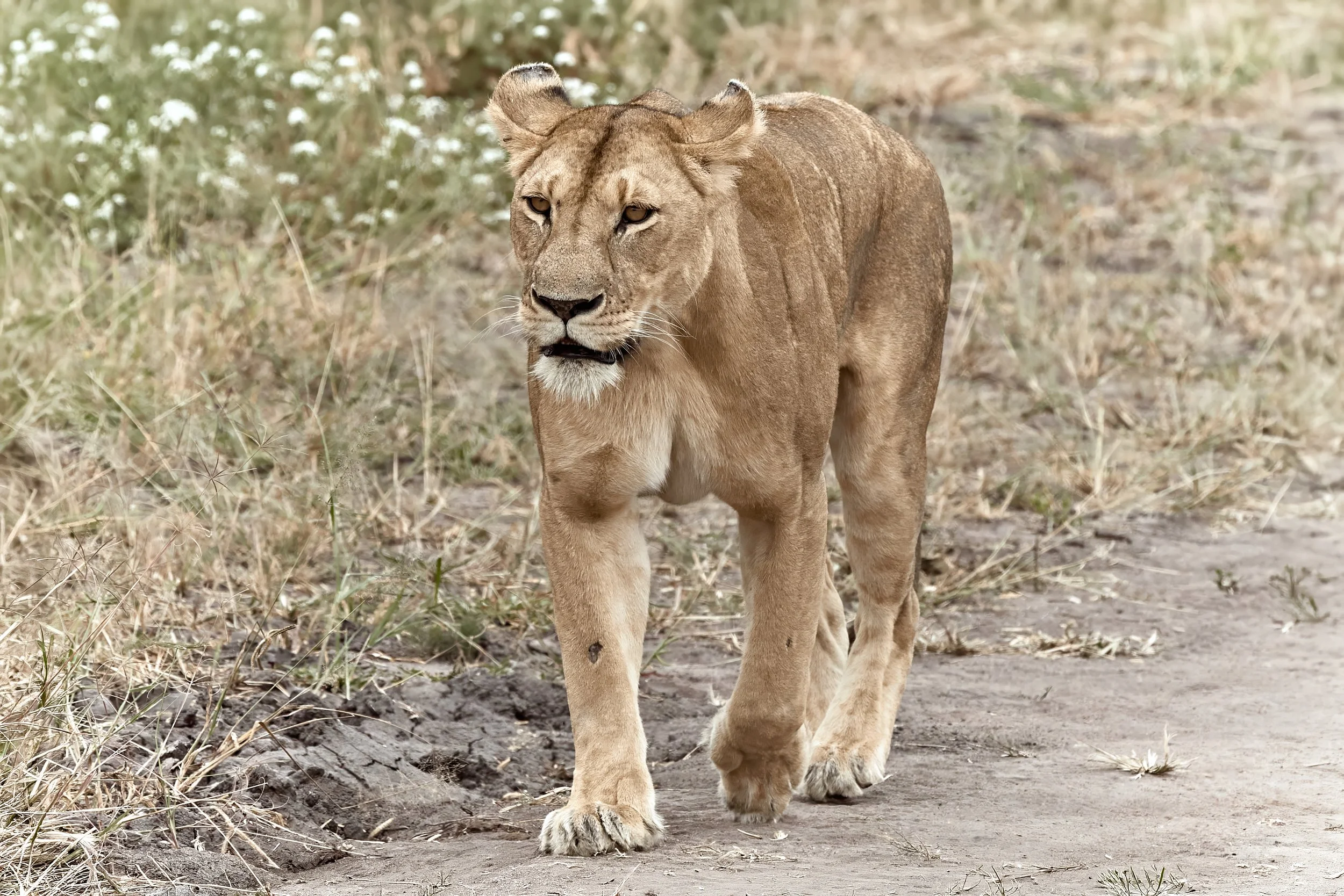 Canon_100-500 5.jpg