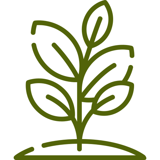 Simple green line drawing of a plant with multiple leaves