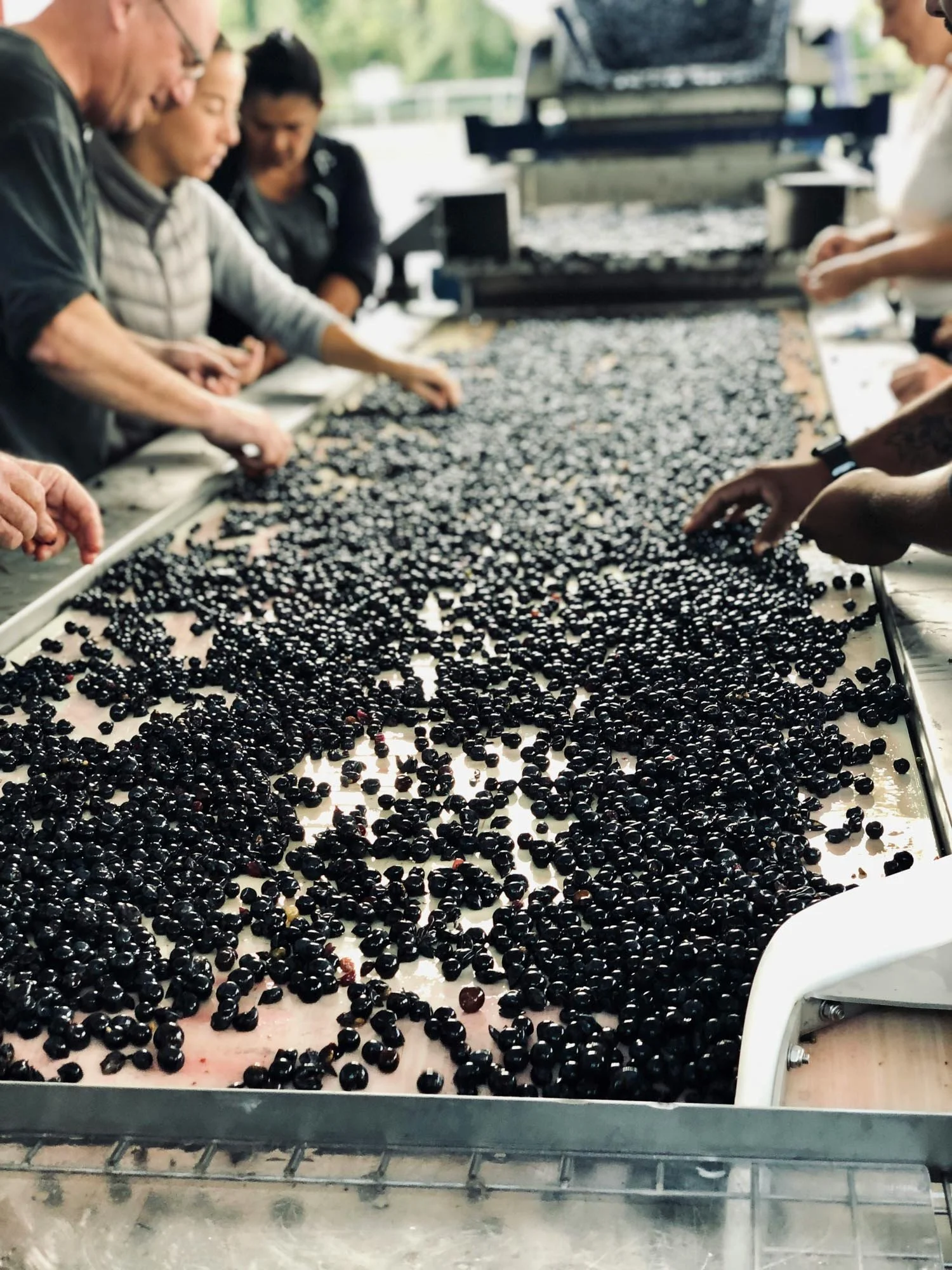 People sorting and inspecting dark berries on a large conveyor table in an outdoor setting.