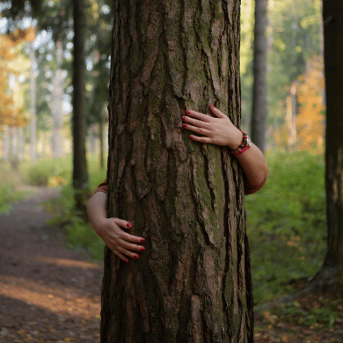 Person hiding behind a tree in a forest, with only their arms and hands visible, hugging the tree.