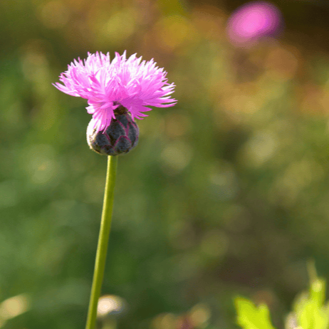 Close-up of a pink carnation flower in bloom with a green background