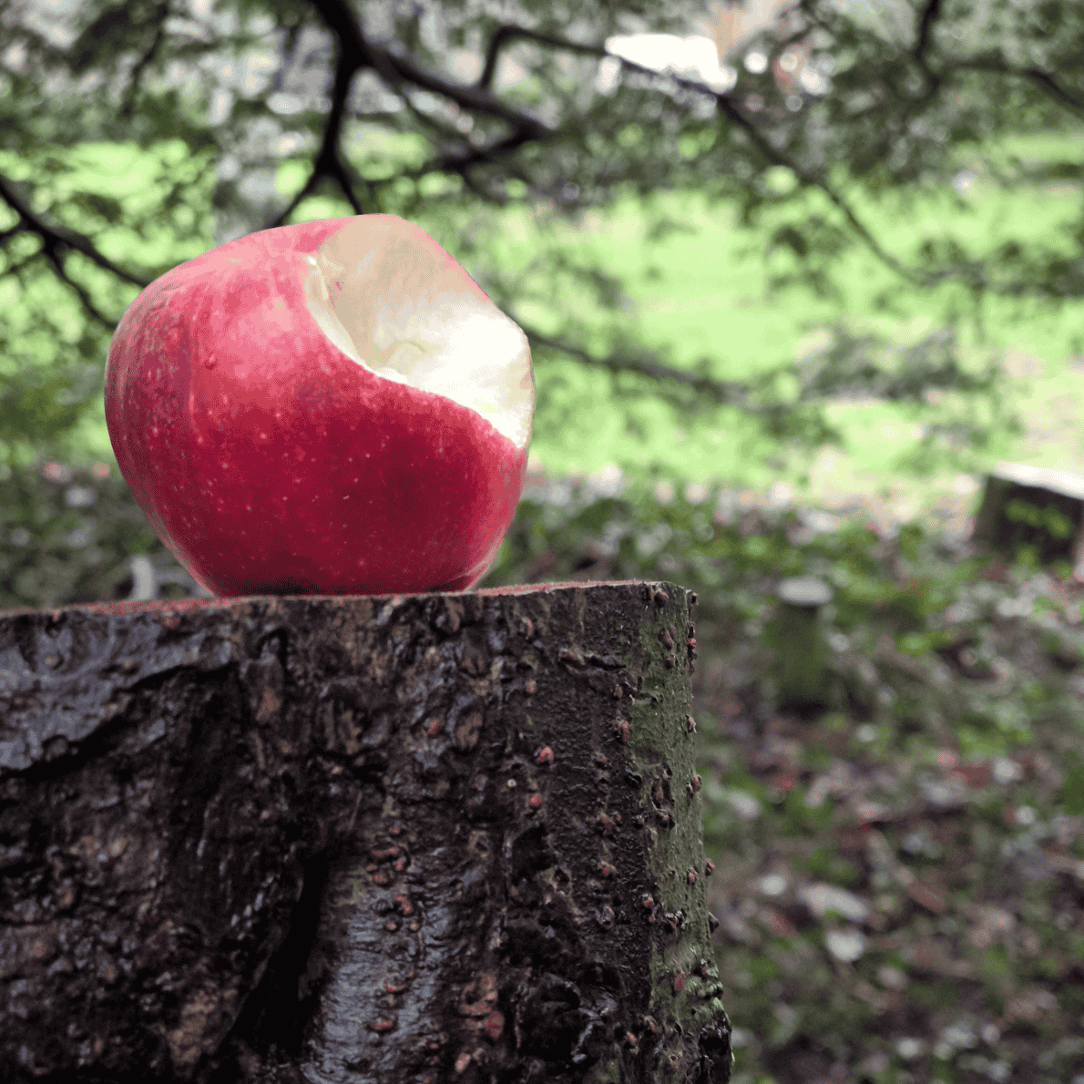 Partial red apple with a bite taken out sitting on a tree stump in a forest or park setting.