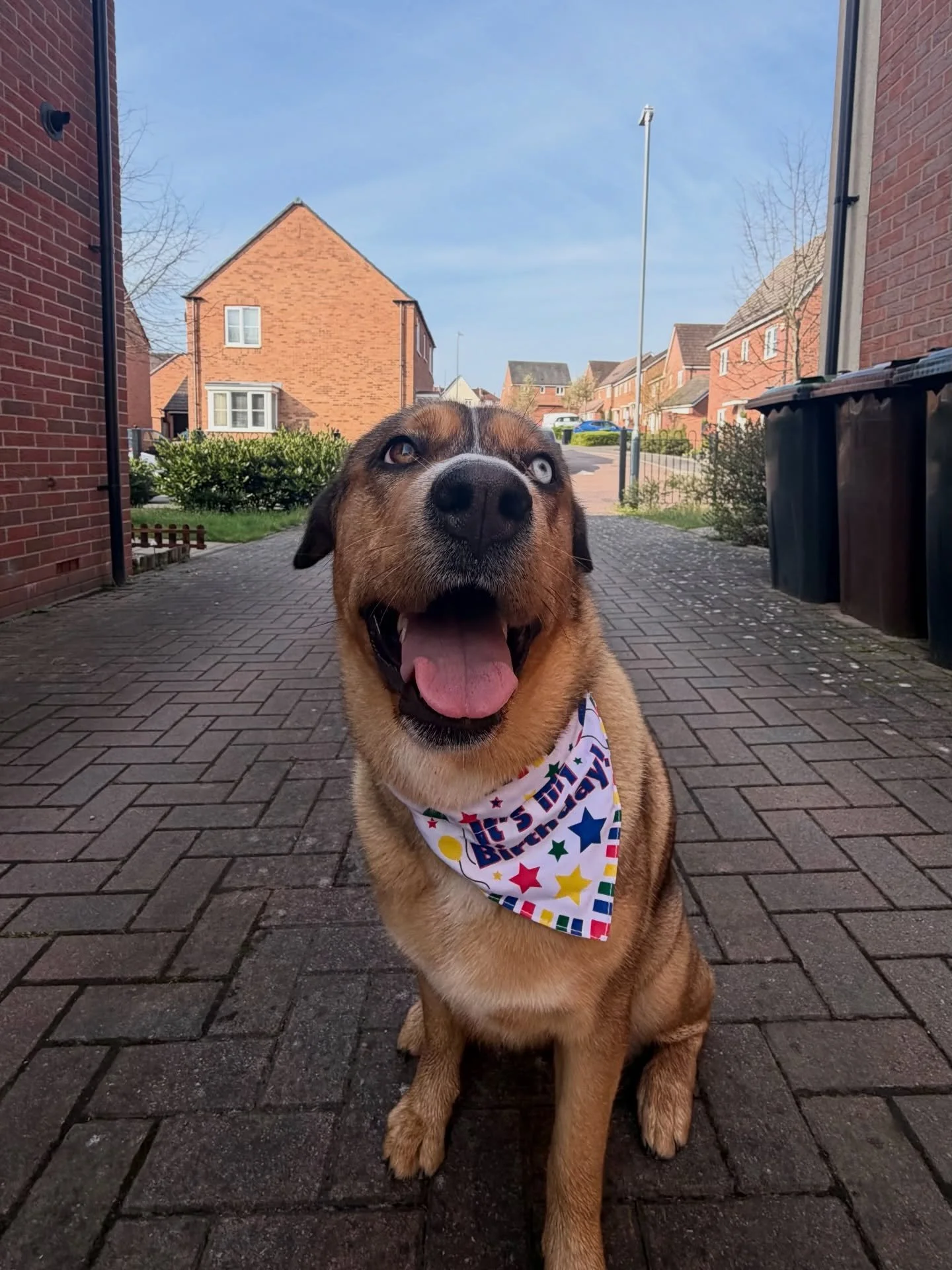 Happy first birthday to our best mate🐕🎂

Time to walk for hours, roll in shit, eat what you like and sleep it off✌️