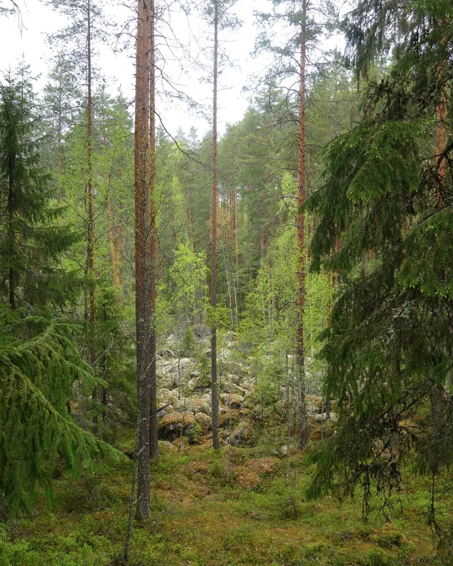 Lemp&auml;&auml;l&auml;n kunta suunnittelee Lehtivuoren mets&auml;&auml;n kahden j&auml;rven v&auml;liin mets&auml;n tuhoavaa asuinaluetta. Alueen osa-yleiskaava on valtuuston hyv&auml;ksym&auml; mutta valitukset ovat viel&auml; k&auml;sittelyss&auml