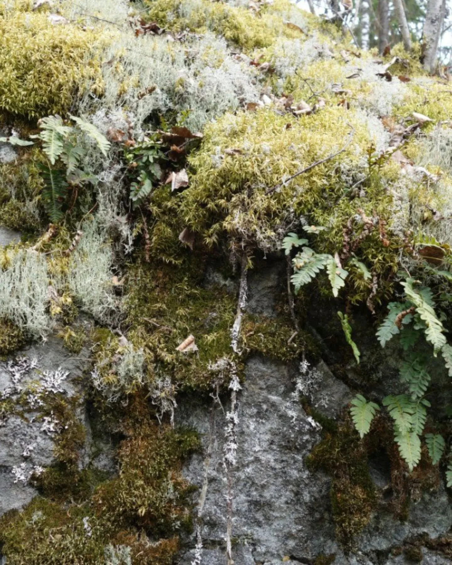 Viime viikolla k&auml;ytiin Kuopiossa ja kahdesti mets&auml;retkell&auml; Pieness&auml; Neulam&auml;ess&auml;. Kiitokset Merille ja Marialle opastuksesta!

Kuvien sis&auml;lt&ouml;:
2 Puolustusvoimien k&auml;ytt&ouml; on j&auml;tt&auml;nyt alueelle k