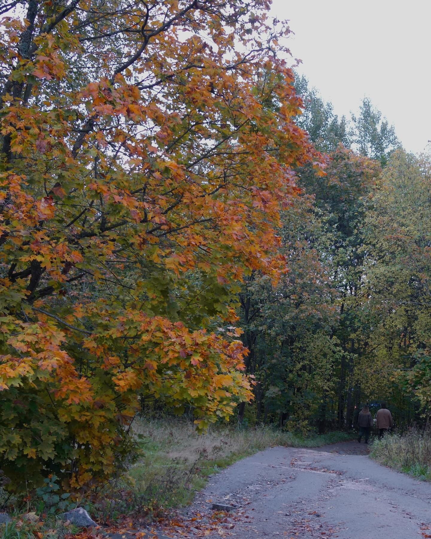 Ty&ouml;pajaviikko alkoi maanantaina vierailulla Helsingin kaupungin kaavoitukseen. Siell&auml; kuulimme ett&auml; l&auml;hes koko Kumpulan vaahteramets&auml;n kaava-alue on nyt todettu liito-oravan ydinalueeksi! Liito-orava on EU:n luontodirektiivin