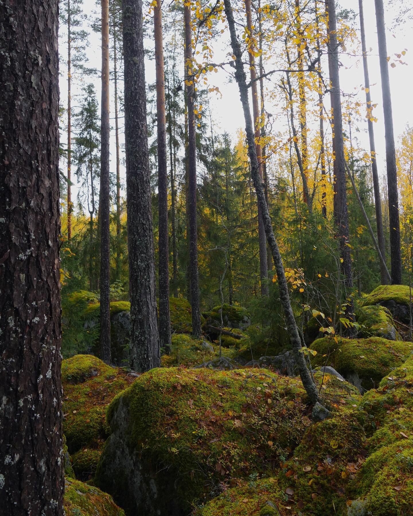Vierailumme Lemp&auml;&auml;l&auml;ss&auml; piti sis&auml;ll&auml;&auml;n toisen kohdevierailun Lehtivuoren mets&auml;ss&auml;. Alue on todetusti biodiversiteetiltaan monimuotoinen uhanalaisine lajeineen sek&auml; mets&auml;lehmuslehtoineen. Biodiver