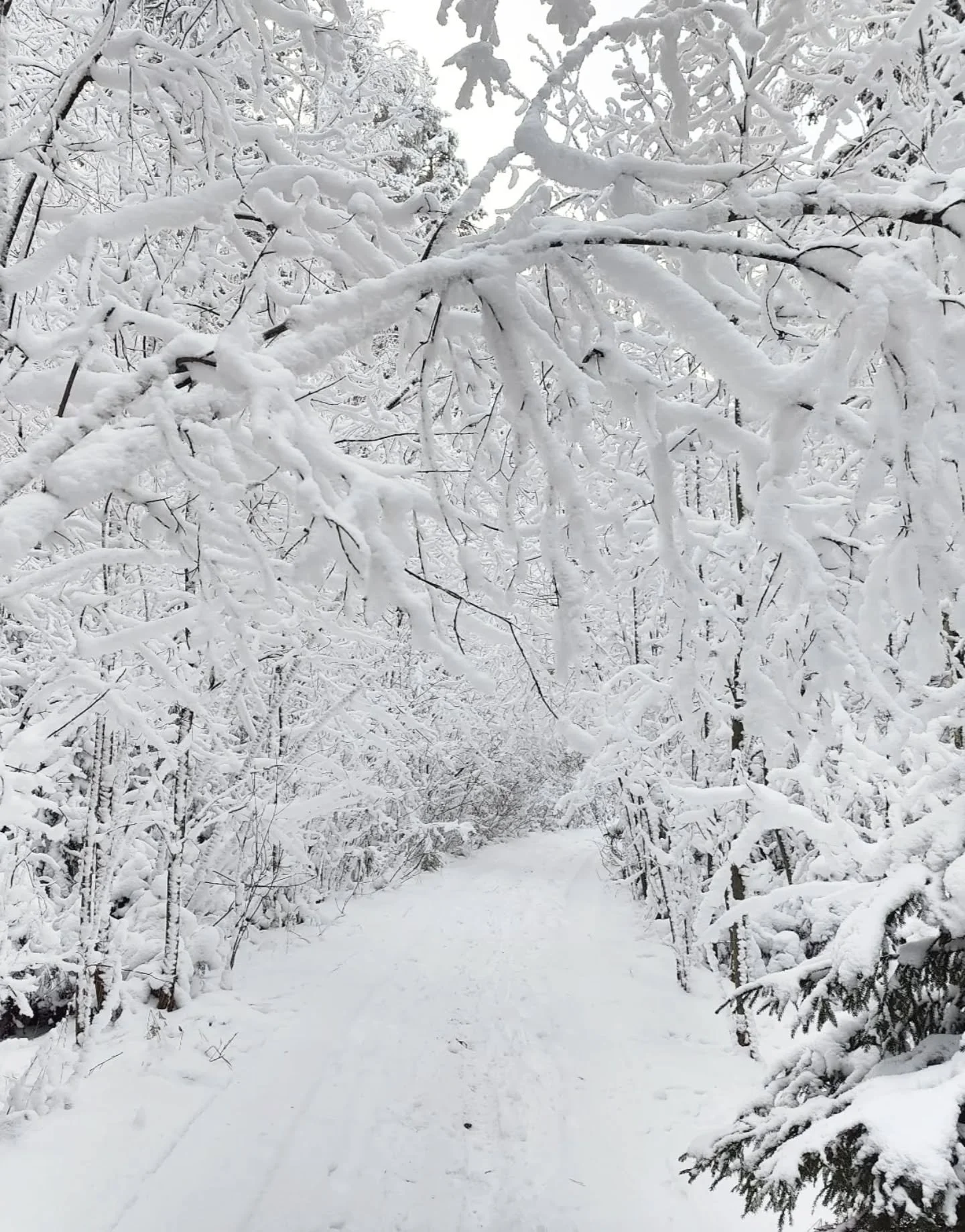 Ensi viikolla 5.2.2026 klo 17-19 j&auml;rjestet&auml;&auml;n Pienen Neulam&auml;en vaihtoehtokaavan julkaisutilaisuus Kuopion kaupunginkirjaston kokoussalissa. Lis&auml;ksi j&auml;rjestet&auml;&auml;n kaavak&auml;vely 6.2.2026 p&auml;&auml;tt&auml;ji