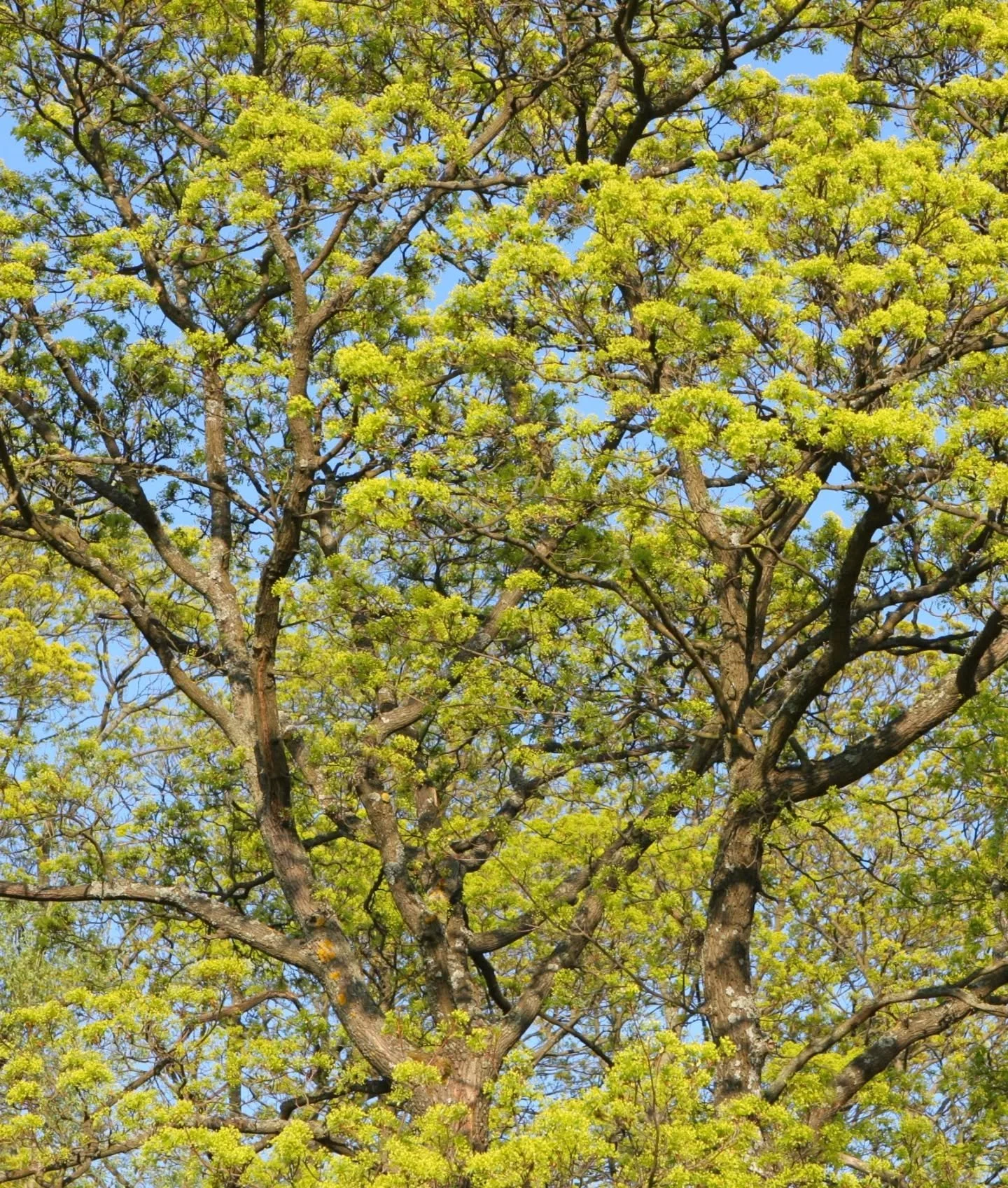 L&auml;mpim&auml;sti tervetuloa huomenna perjantaina 17.4.2026 klo 16 kaupungintalon tapahtumatorille keskustelemaan Kumpulanm&auml;en vaahteramets&auml;n vaihtoehtokaavasta.

Tilaisuus on avoin kaikille aiheesta kiinnostuneille🌱

Kuva: Kristiina Sa
