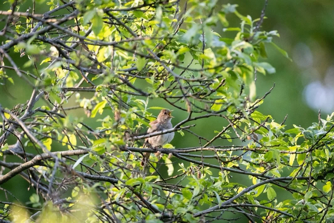 🌞 Ollaan keskikes&auml;n korvilla ja loma kutsuu. T&auml;h&auml;n kev&auml;&auml;seen on mahtunut kaikenlaista, suuri kiitos kaikille teille, jotka olette olleet mukana matkassa tavalla tai toisella! 
💚Saimme valmiiksi vaihtoehtokaavat Kuopion Pien